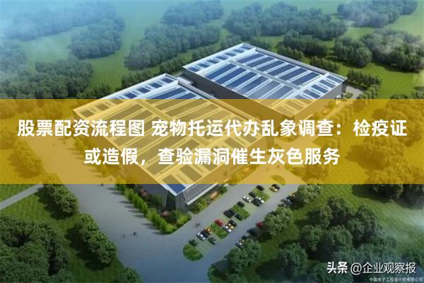 股票配资流程图 宠物托运代办乱象调查：检疫证或造假，查验漏洞催生灰色服务